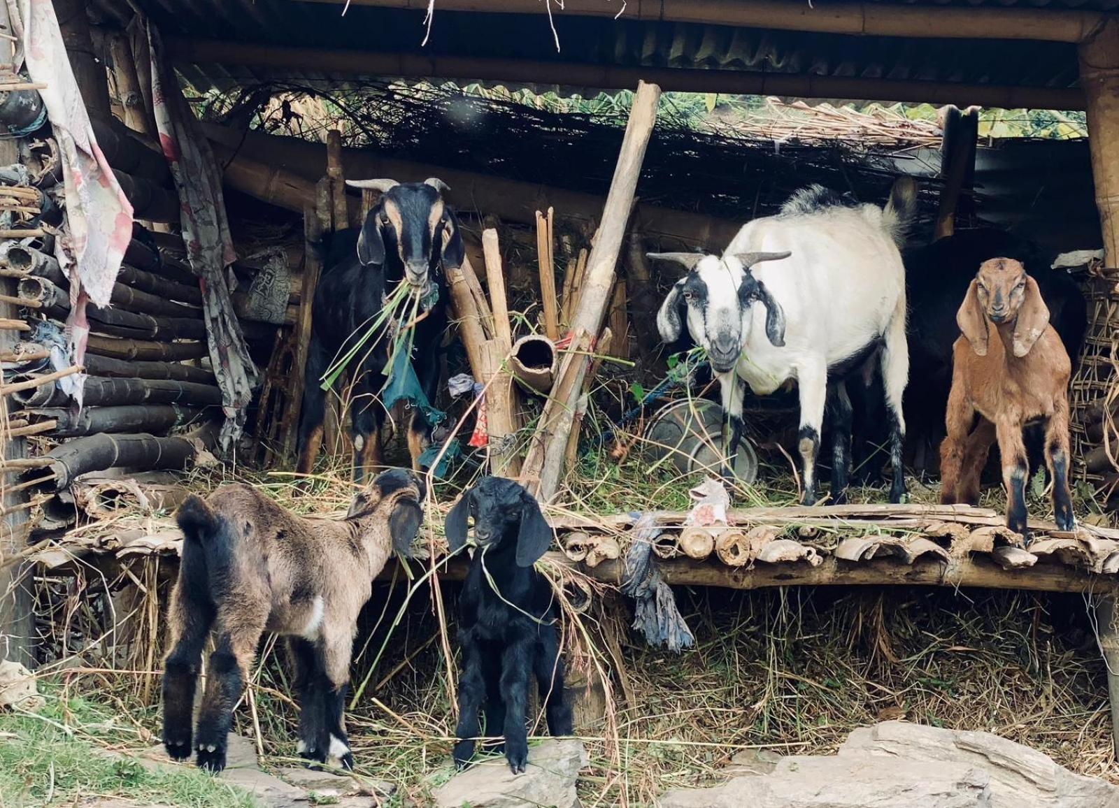 Hom'S Homestay & Farmstay Sarangkot 포카라 외부 사진